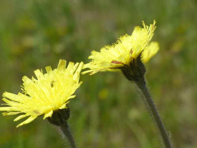 Piloselle (Pilosella officinarum) © Morvan Debroize