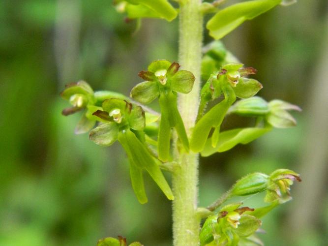 Listère ovale (Listera ovata) © Morvan Debroize