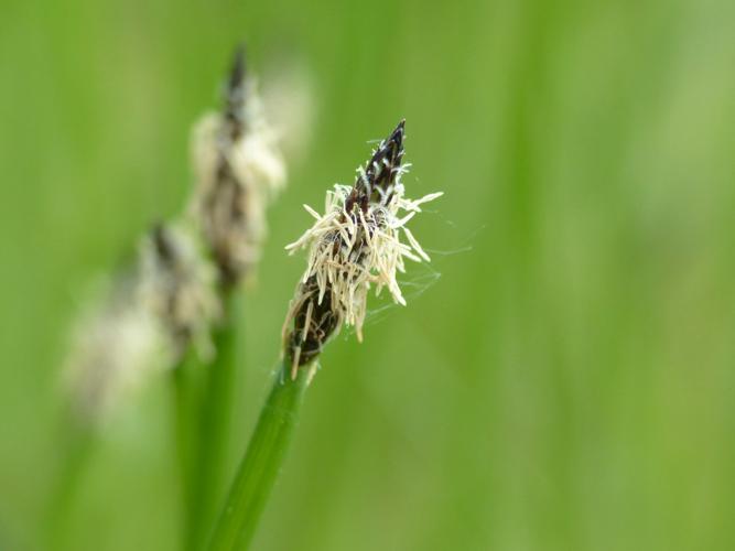 Scirpe des marais (Eleocharis palustris) © Morvan Debroize