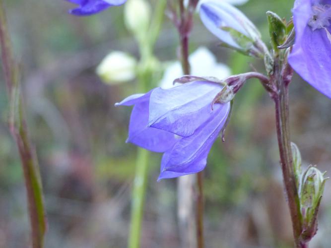 Campanule à feuilles de pêcher (Campanula persicifolia) © Morvan Debroize