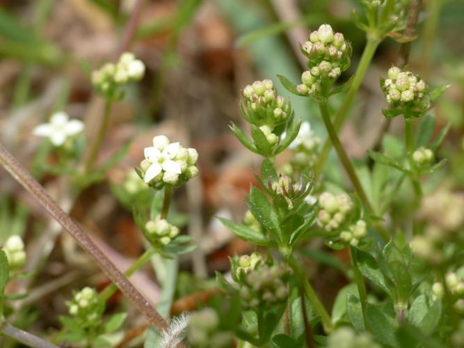 Gaillet du Harz (Galium saxatile) © Morvan Debroize