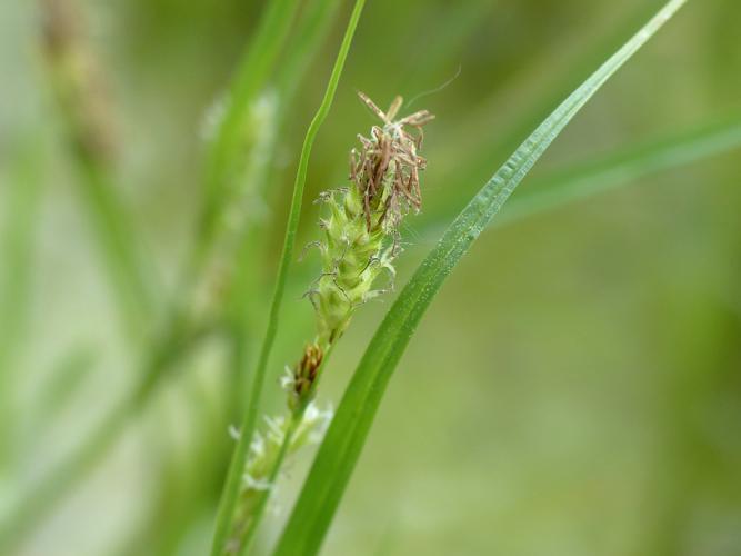 Laîche hérissée (Carex hirta) © Morvan Debroize