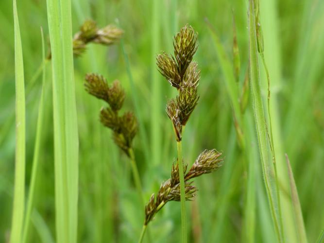 Laîche patte-de-lièvre (Carex leporina) © Morvan Debroize