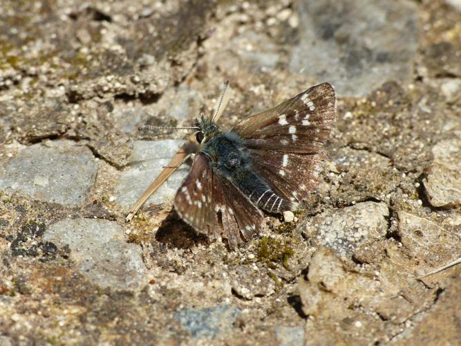 Hespérie des Sanguisorbes (Spialia sertorius) © Morvan Debroize