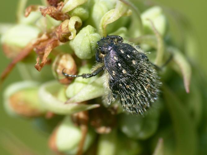 Cétoine grise (Oxythyrea funesta) © Morvan Debroize