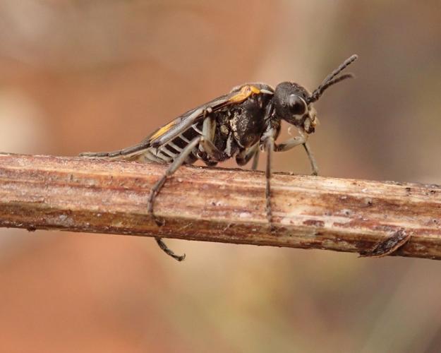 Sciapteryx costalis soror © Rodolphe Bouvet