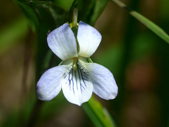 Violette blanchâtre (Viola lactea) © Morvan Debroize