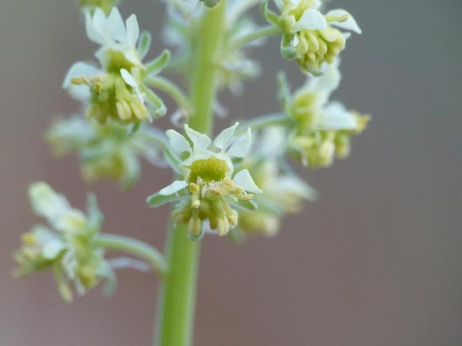 Réséda raiponce (Reseda phyteuma) © Morvan Debroize