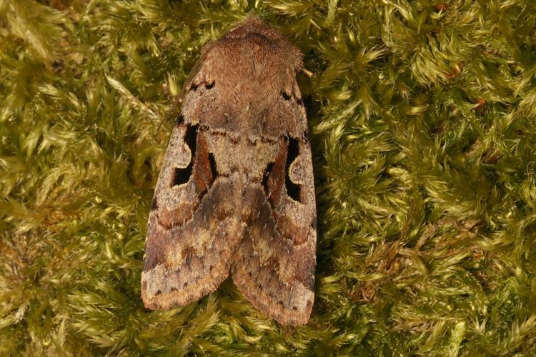 Orthosia gothica - La Gothique © Sylvain Montagner