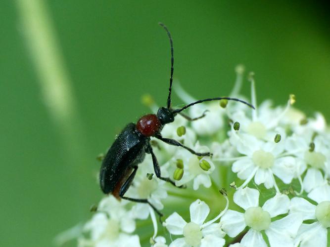 Acméops à thorax rouge (Dinoptera collaris) © Morvan Debroize