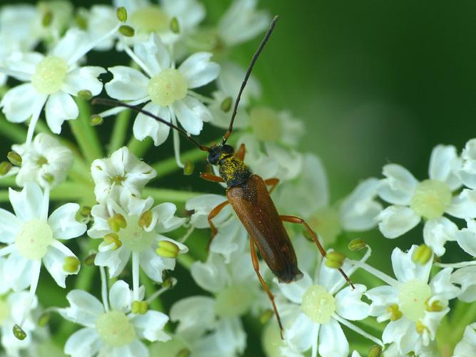 Lepture gitane (Alosterna tabacicolor) © Morvan Debroize