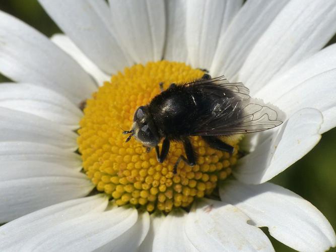 Mouche des narcisses (Merodon equestris) © Morvan Debroize