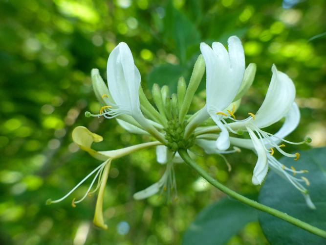 Chèvrefeuille des bois (Lonicera periclymenum), fleurs © Morvan Debroize