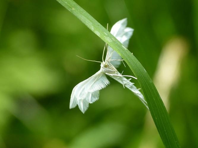 Pterophorus pentadactyla © Morvan Debroize