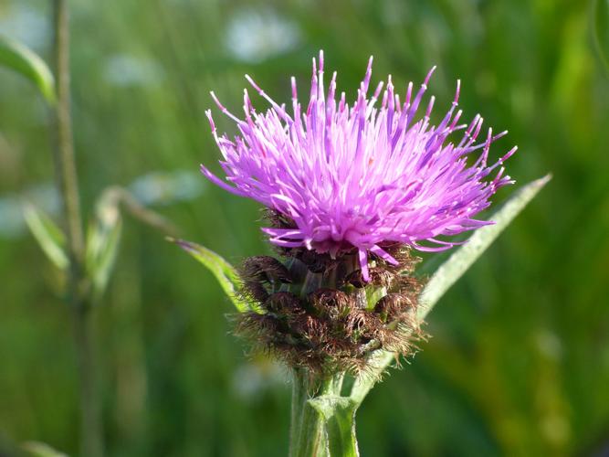 Centaurée de Debeaux (Centaurea decipiens) © Morvan Debroize