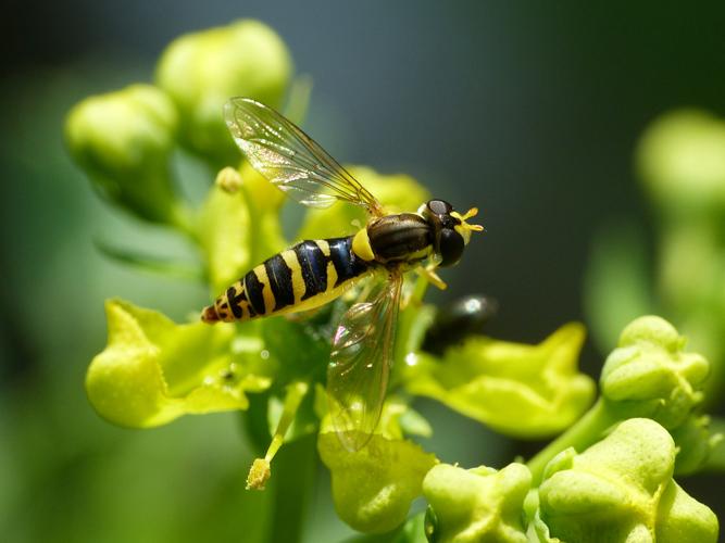 Syrphe porte-plume (Sphaerophoria scripta) © Morvan Debroize