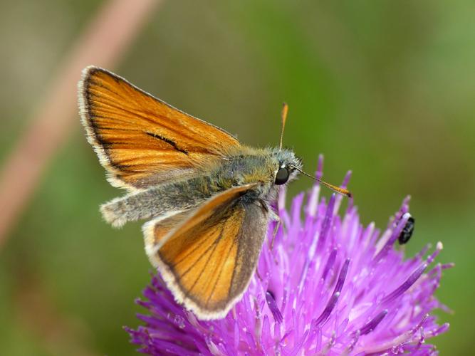 Bande noire (Thymelicus sylvestris) © Morvan Debroize