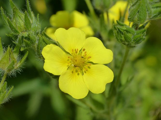 Potentille dressée (Potentilla recta), fleur © Morvan Debroize