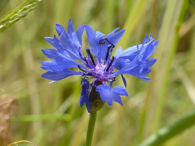 Bleuet des moissons (Centaurea cyanus) © Morvan Debroize