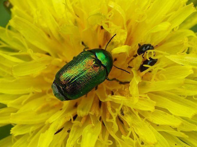 Cryptocephalus aureolus © Morvan Debroize