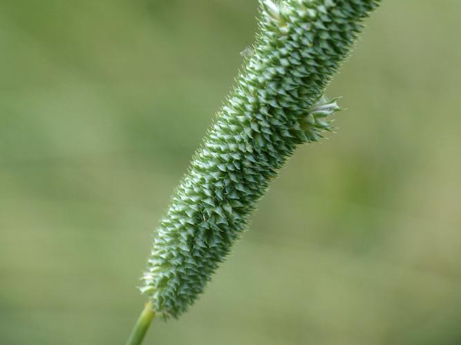 Fléole de Bertoloni (Phleum nodosum) © Morvan Debroize