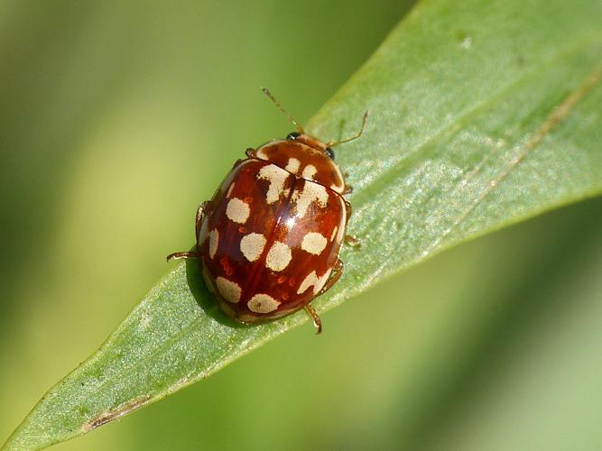 Coccinelle des pins (Myrrha octodecimguttata) © Morvan Debroize