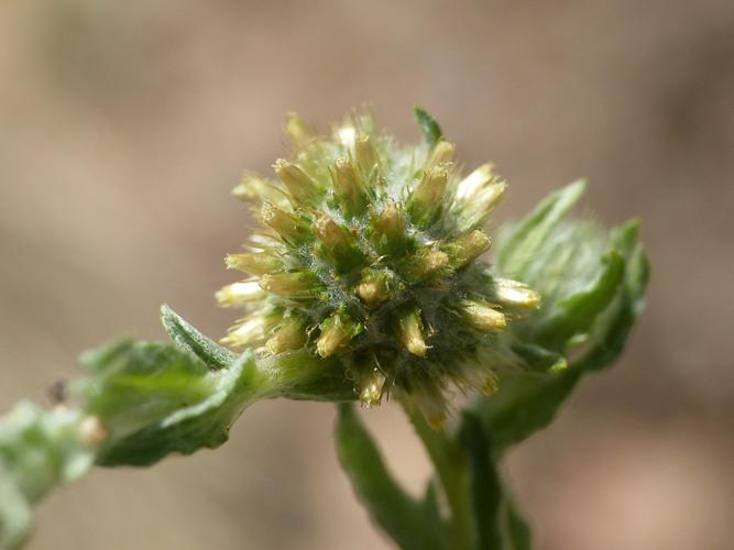 Immortelle d'Allemagne (Filago germanica) © Morvan Debroize