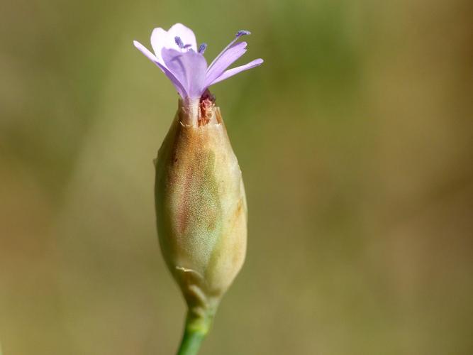 Oeillet prolifère (Petrorhagia prolifera) © Morvan Debroize