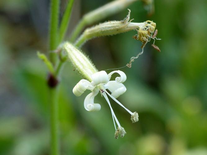 Silène penché (Silene nutans) © Morvan Debroize