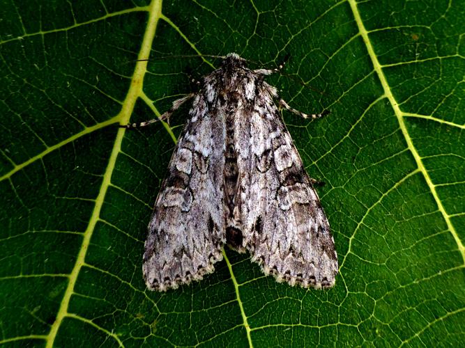 Noctuelle nébuleuse (Polia nebulosa) © Morvan Debroize