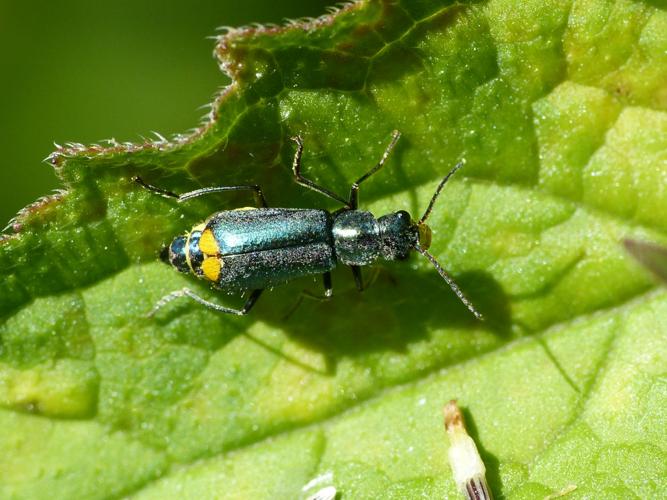 Clanoptilus elegans © Morvan Debroize