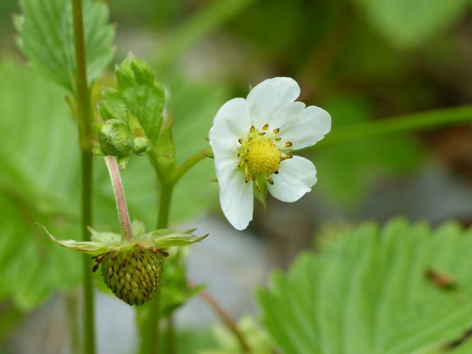 Fraisier des bois (Fragaria vesca) © Morvan Debroize