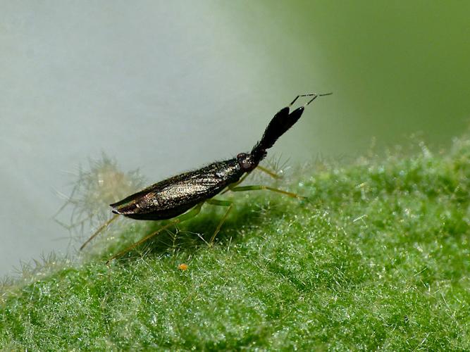 Heterotoma planicornis © Morvan Debroize