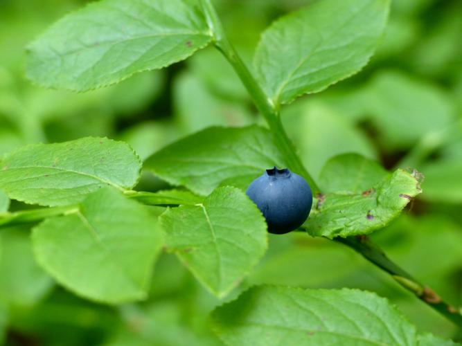 Myrtille (Vaccinium myrtillus) © Morvan Debroize