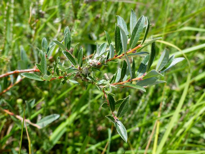 Saule rampant (Salix repens) © Morvan Debroize