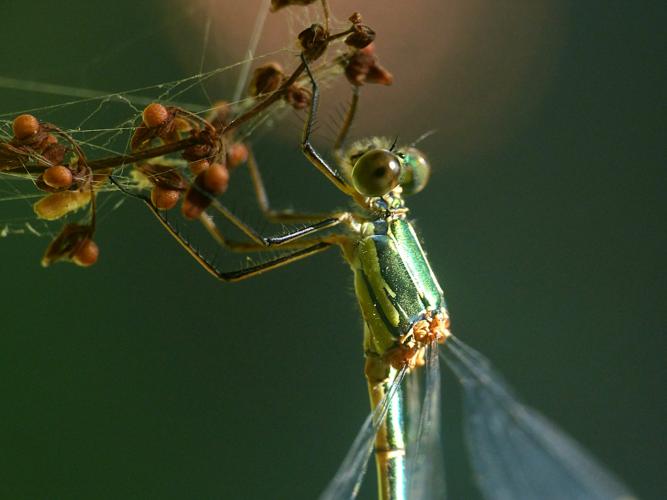 Leste vert (Chalcolestes viridis) © Morvan Debroize