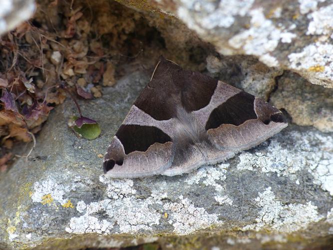 La Passagère (Dysgonia algira) © Morvan Debroize