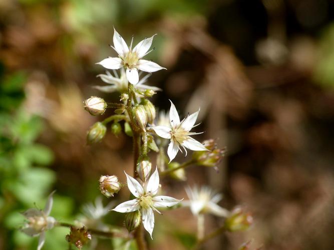 Orpin pourpier (Sedum cepaea), fleurs © Morvan Debroize