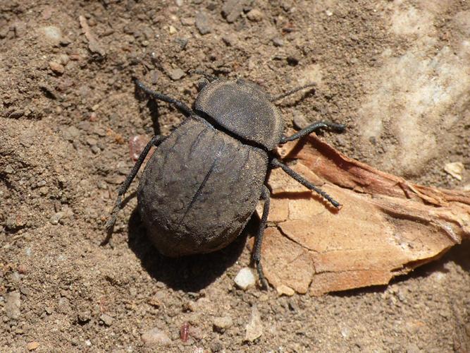 Asida (Asida sabulosa) © Morvan Debroize