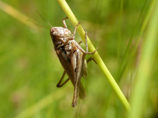 Decticelle grisâtre (Platycleis albopunctata), mâle © Morvan Debroize