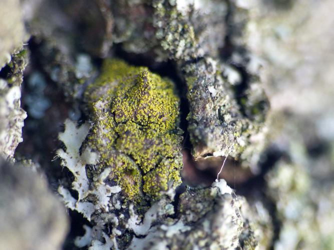 Candelariella sp. © Morvan Debroize