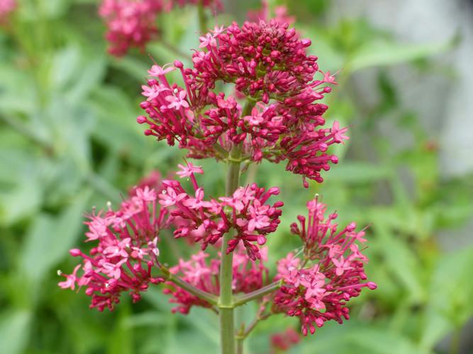 Valériane rouge (Centranthus ruber) © Morvan Debroize