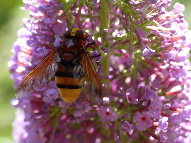 Volucelle zonée (Volucella zonaria) © Morvan Debroize