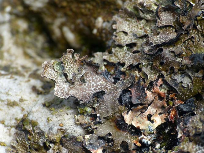 Parmelia omphalodes © Morvan Debroize