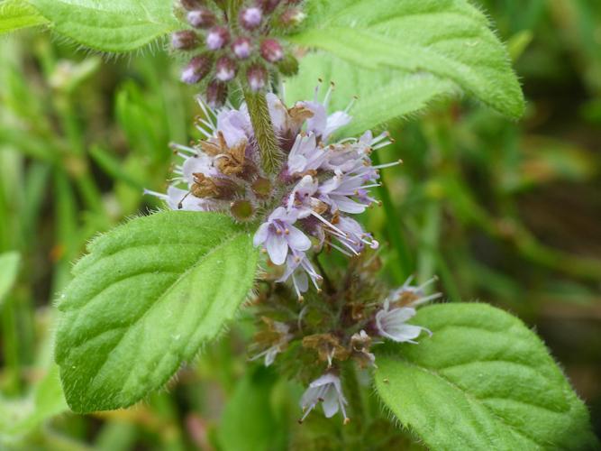 Menthe des champs (Mentha arvensis) © Morvan Debroize