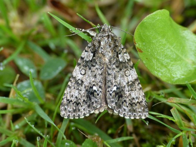 Noctuelle de la Patience (Acronicta rumicis) © Morvan Debroize