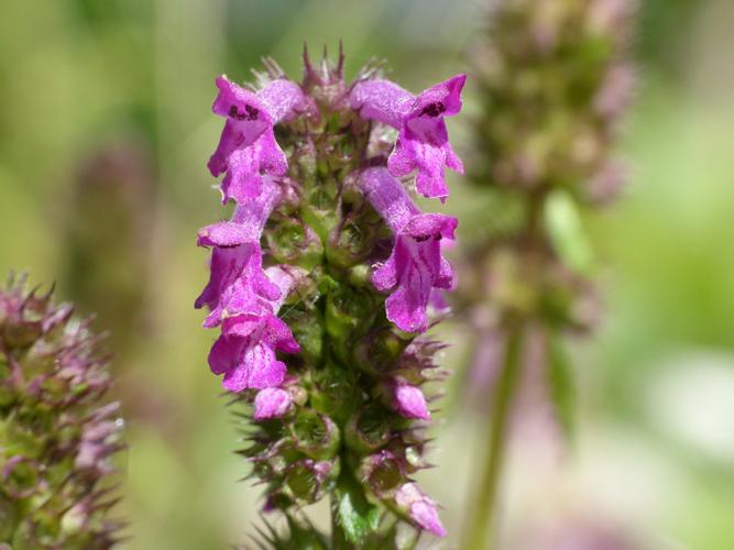 Bétoine (Betonica officinalis) © Morvan Debroize