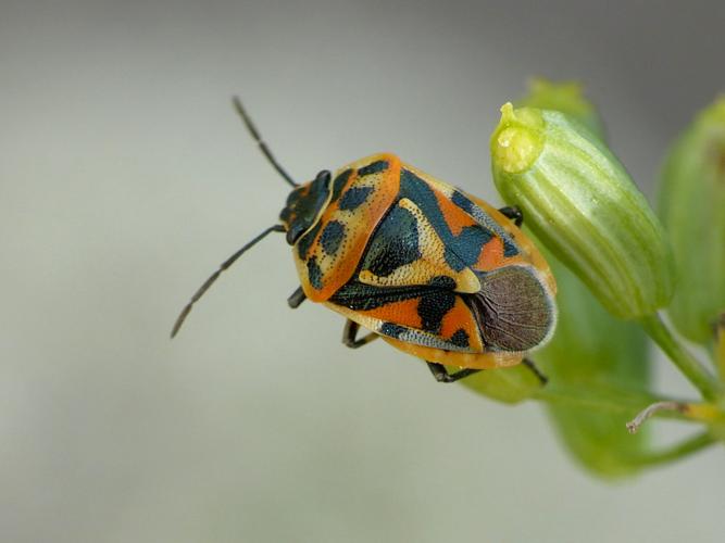 Punaise ornée du chou (Eurydema ornata) © Morvan Debroize