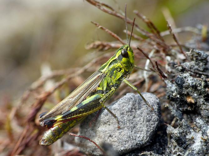 Criquet des Ajoncs (Chorthippus binotatus) © Morvan Debroize