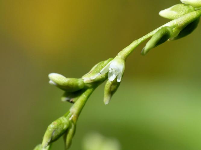 Renouée Poivre d'eau (Persicaria hydropiper) © Morvan Debroize